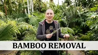 175. The Battle of the Bamboo in the Tropical Garden 