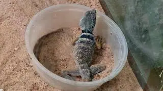 A Collared Lizards Daily Routine