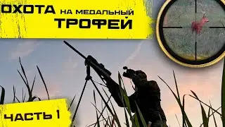 Охота на косулю с подхода. ВЗЯЛ МЕДАЛЬНЫЙ ТРОФЕЙ. 1 часть