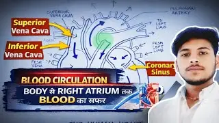 Blood Circulation Explained | Body se Heart tak Blood ka Safar #nursingstudy 