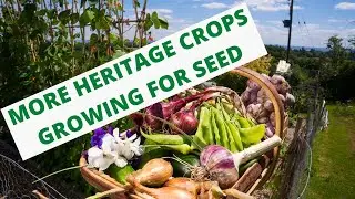 More heritage crops growing for seed
