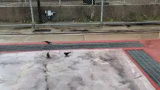 East LA Christmas storm watch: the Brewer's Blackbirds are in heaven with their brand new rain pool