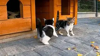 Счастливые домашние кошки, т.е. мирная жизнь в деревне
