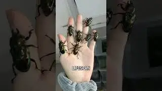 1 stag beetle = $90K. Is it real?