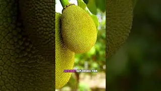 Jackfruit Muscle Builder Natural Protein Power For Strength #jackfruit #muscle