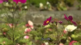 HD Stock Footage | British Flowers |Flower Bed | Plants | County Durham Bishop Auckland | E15R36 011