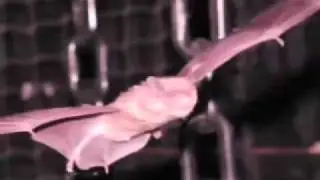 Bats' Neurons Key to Accurate Sonar