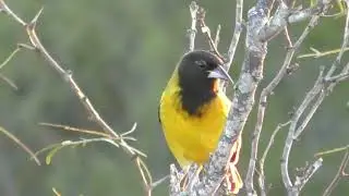 Audubon's oriole