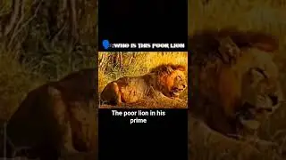 the poor lion in his prime #viral #popular #edit