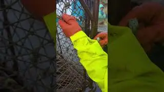 This is how crab pot doors are secured. Snow crab season 2025 in the Bering Sea Alaska.