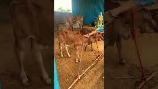 Gir cow milk available at low price in faridabad and delhi