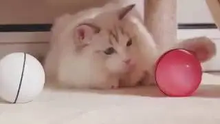 Cat Toy Electric Cat Ball with LED Light  for Cats it is funny