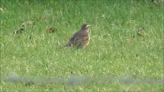 Redwing Bird Gransha Rd Dundonald Co Down
