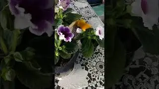 апрельский балкон