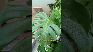 龟背竹生长旺的方法#室内绿植 #养花小知识