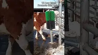 Watch cows go wild over their favourite cattle brush. #cow #cowbrush #cattle #cattlebrush