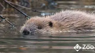 Pourquoi n'y a-t-il pas de castor au Zoo Ecomuseum?