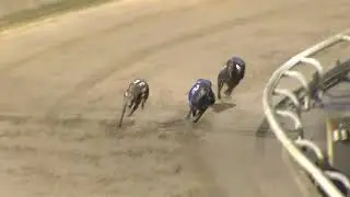 Greyhound 2026- 14.01.2026 Trial 8