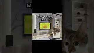Простите что видео не было)🤒 #shots #мем #футаж #котики