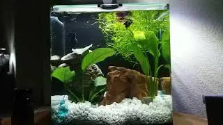 3.7 nano tank betta