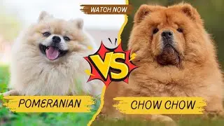 Pomeranian or Chow Chow: The Best Dog for You?