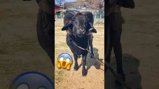 كبش دومبا غاروت الإندونيسي 😨
