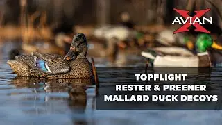 Avian X Topflight Rester & Preener Mallards