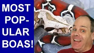 My Most Popular Locality Boa Constrictors (Viewer Favorite Snakes!)