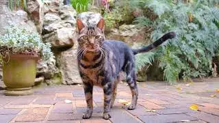 fun facts about cats
