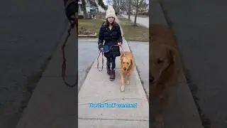 Look command in dog training to build your dog's focus. Kid Dog trainer showing you! #kiddogtrainer