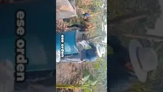 Como nutrir correctamente tu plantaci&oacute;n de #platanos macho video completo en en link
