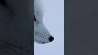White Wolf in Snow ❄️ Walking Through the Cold Hunt