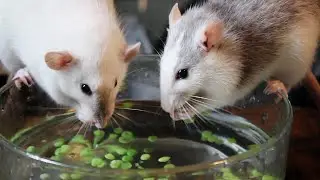 Rat Compilation | Pea Fishing