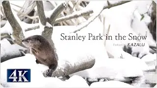 【4K】Stanley Park in the Snow | Canada, Vancouver | Blizzard, Winter January 2020