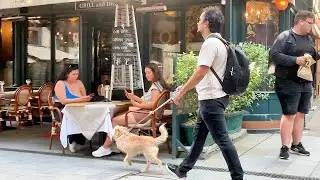 Three legs dog walking around Budapest tourist street ឆ្កែជេីងបី