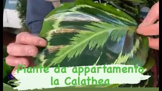 Calathea - pianta da appartamento