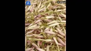 Color Mullai Poo | SpeedyBuy | A Big Mall in Hand | Home Delivery | Erode