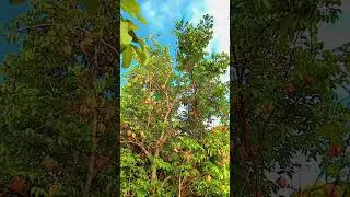 #phonkmusic #phonk #music #remix #100000views #danslabulledecali #nature