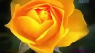 ELEGANTES QORILAZOS - FRAGANTE COMO UNA ROSA