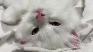Кто забрал у Айсберга бразды правления? 😂