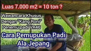 Pemupukan Padi Modern Metode Pertanian Jepang