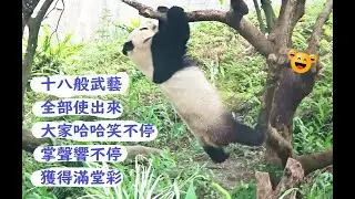 天氣好妹妹八爪樹上十八般武藝全部使出來遊客們笑不停掌聲響很久20260117