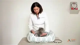 Treating Feline Pain and Inflammation