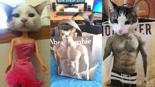 EPIC CATS COMPILATION VIDEOS - FUNNIEST CATS EVER [HILARIOUS CAT VIDEOS]