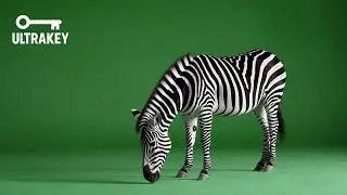 Grazing Zebra &ndash; Free Green Screen Loop Animation VFX