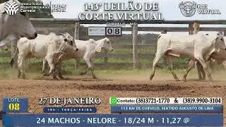 LOTE 08 - 24 MACHOS - NELORE - 18/24 M - 11,27 @