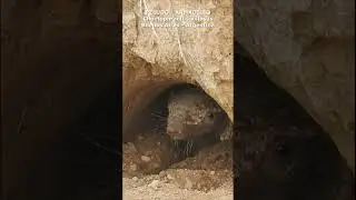 HAIRY ARMADILLO - PELUDO ARMADILLO #shorts #short #viral #peludo #armadillo #wildlife #nature