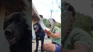 Gaddi Dog Protection #gaddidog #protection #bhotiyadog  #leopard  #viral  #viralshorts