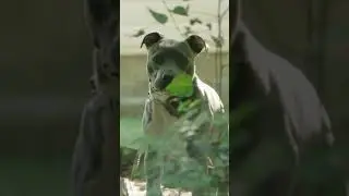 An American pit bull terrier parking new video ! funny dog videos 2021 ! #shorts