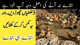 How to Increase Egg Production in Hens | Poultry Farming 3 Tips
